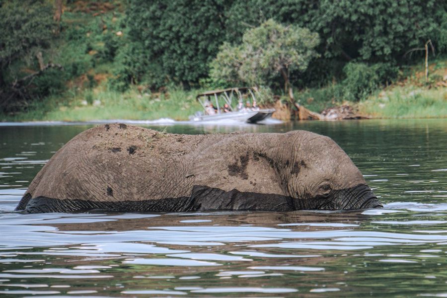 Elephant wading in a river in Botswana
